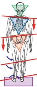 spinal torsion