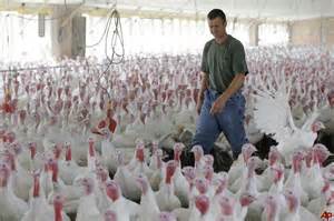 antibiotics farm animals