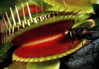 venus flytrap spyware