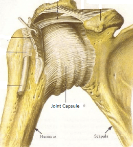 shoulder Joint Capsule