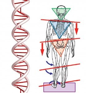 posture helix