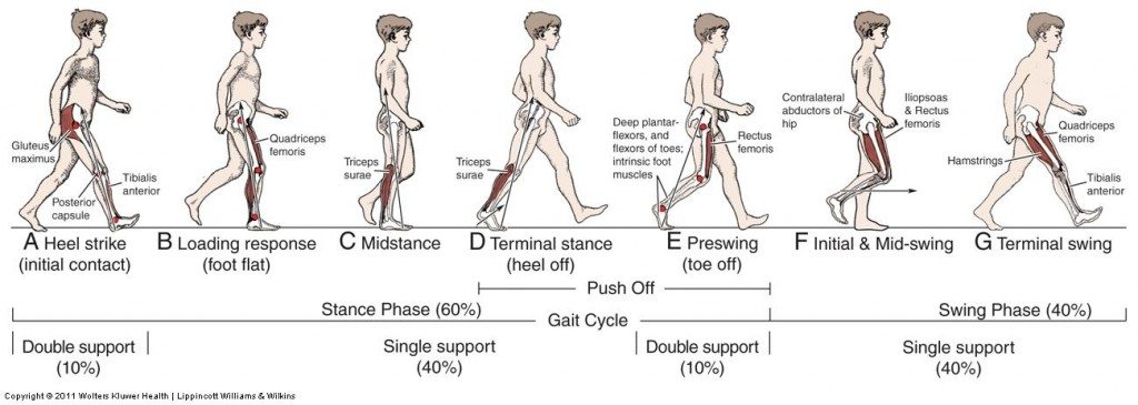 gait cycle