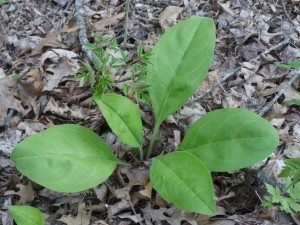 Wild-comfrey