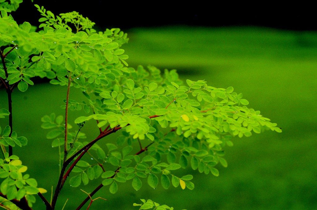 moringa-oleifera