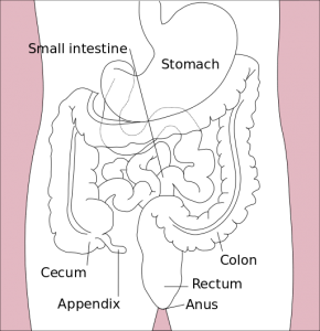 Stomach_colon_rectum_diagram-en_svg