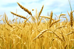 Yellow grain ready for harvest growing in a farm field