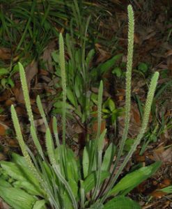 plantago_virginicai_tqbh8137