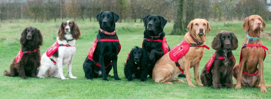 Image result for medical detection dogs