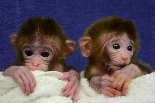 Image result for cloned monkeys