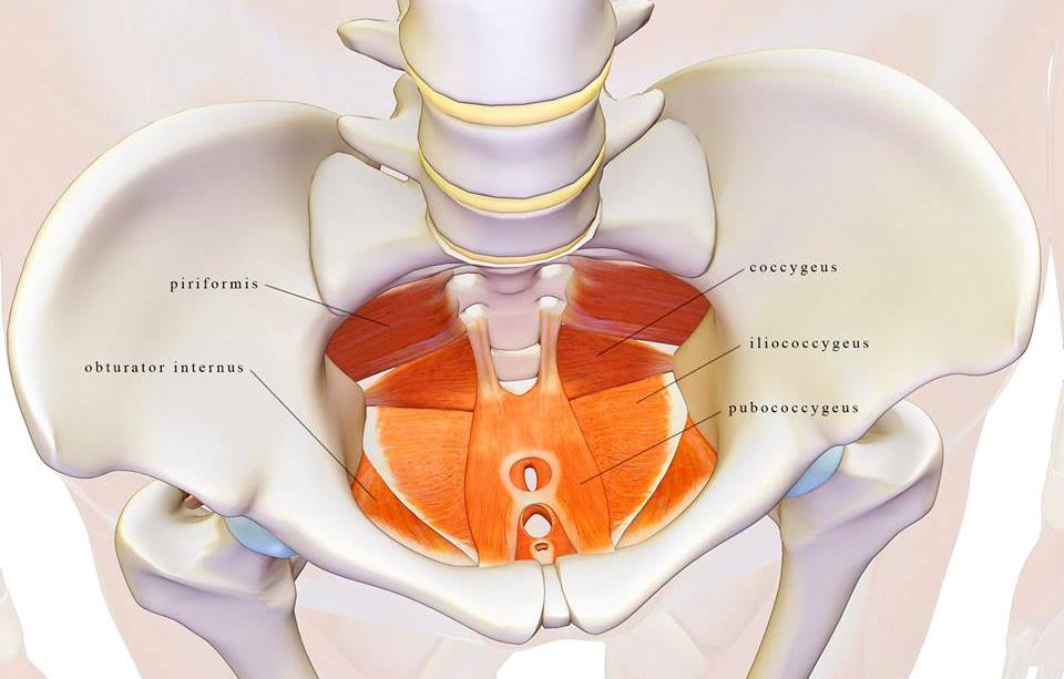 Pelvic floor dysfunction and back pain. Charschan Chiropractic in North Brunswick, NJ and