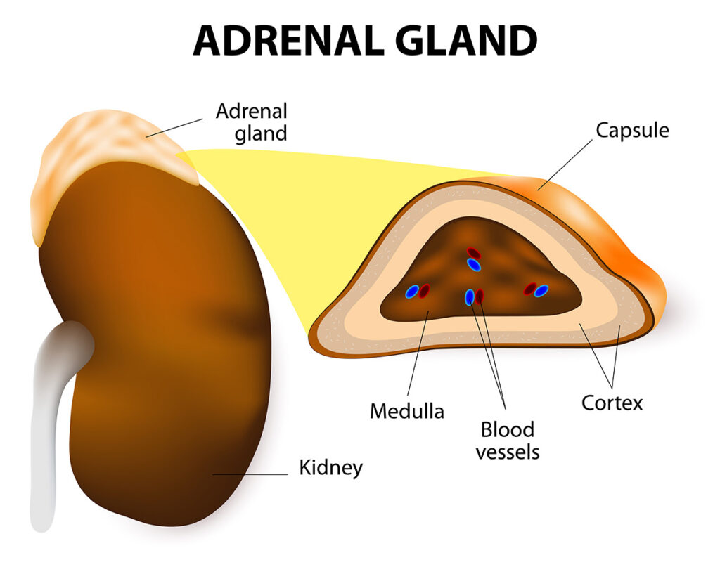 Adrenal Glands as seen on John Hopkins Medicine site